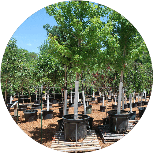 Several trees in large nursery pots in a garden center.